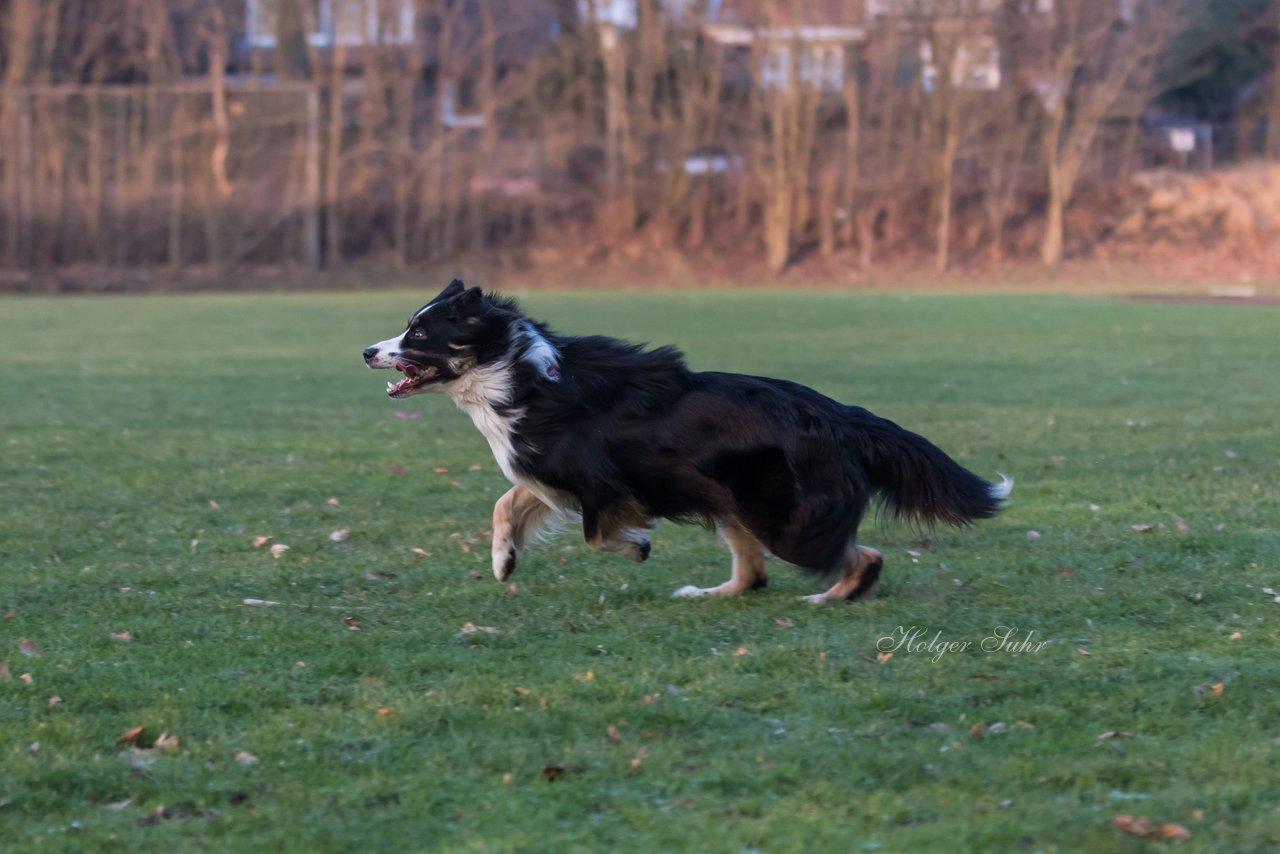 Bild 17 - Hundeshooting